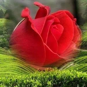 Meet your Posher, Ana